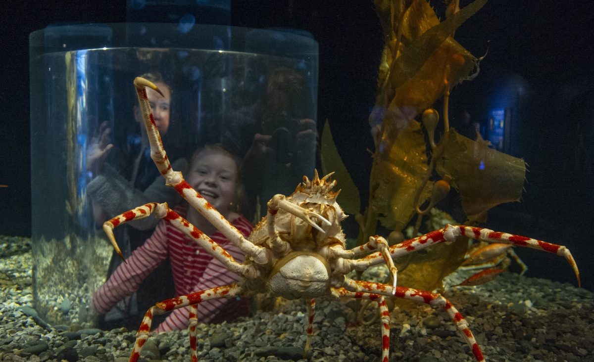 guest inside spider crab pop up tank window