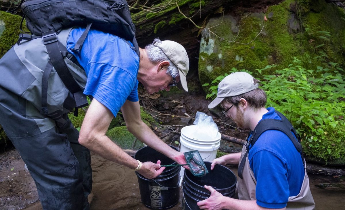 relocating juvenile brook trout into buckets for release