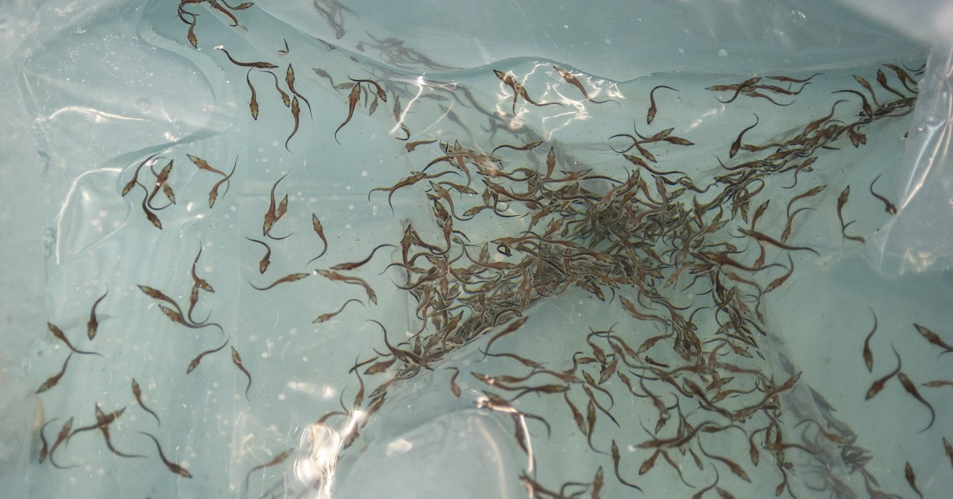 Baby Lake Sturgeon Are Back! · Tennessee Aquarium