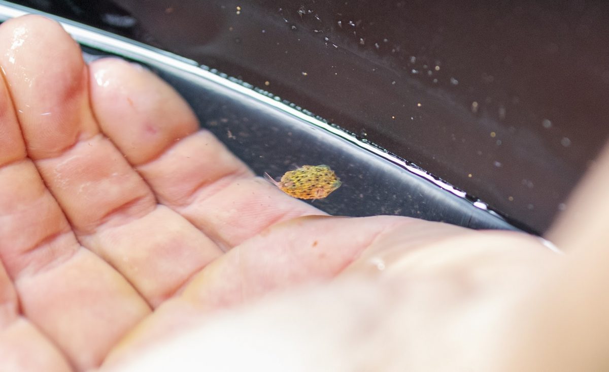 baby Long-spine Porcupinefish