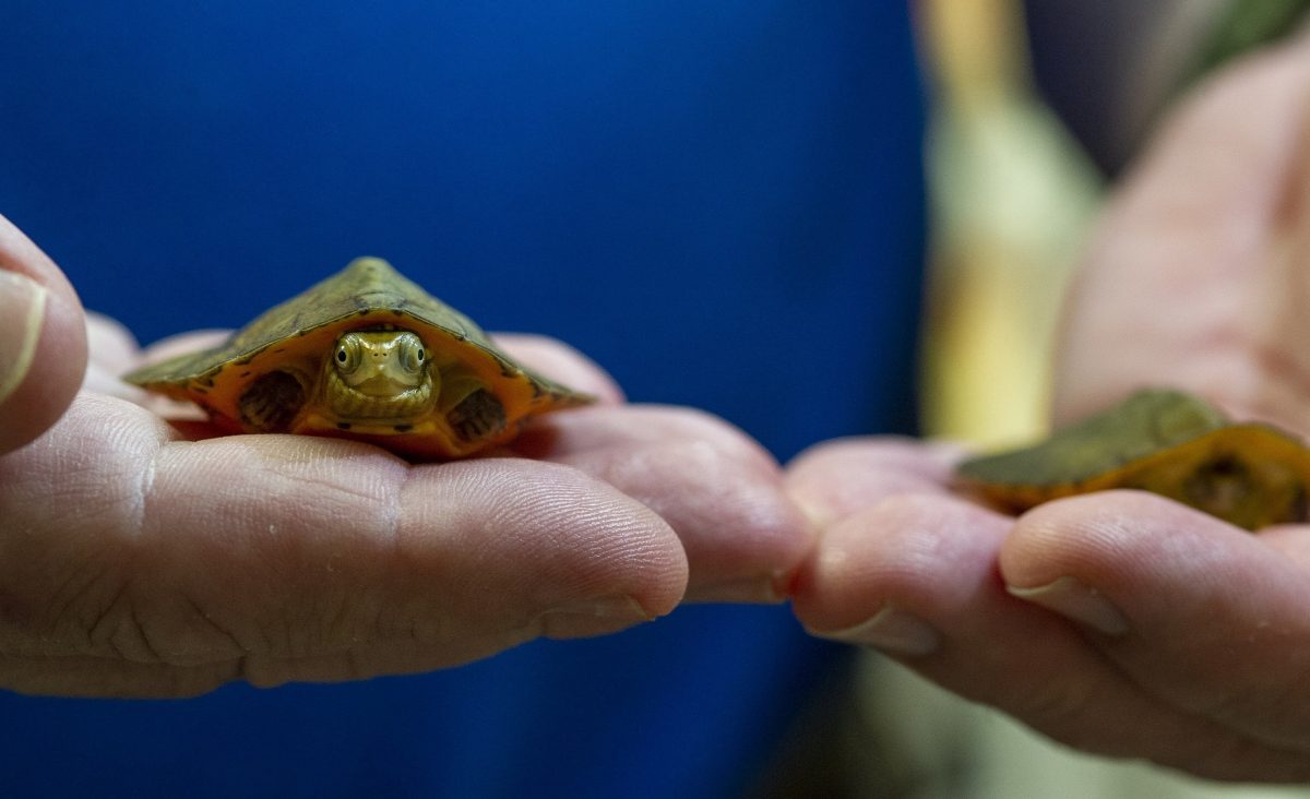 a pair of recently hatched Four-Eyed Turtles