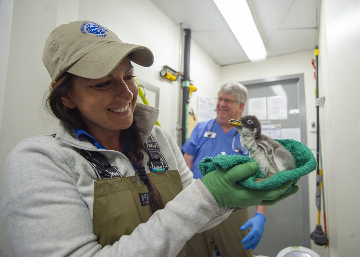 keeper holding four day old Gentoo penguin chick