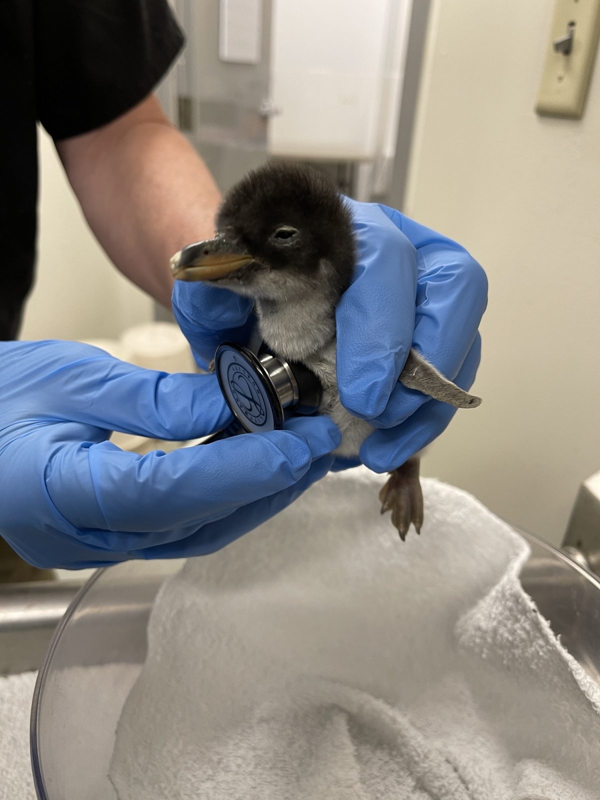 A Gentoo Penguin chick undergoes a routine veterinary exam. Only a day old, it weighs 132 grams (about four ounces).