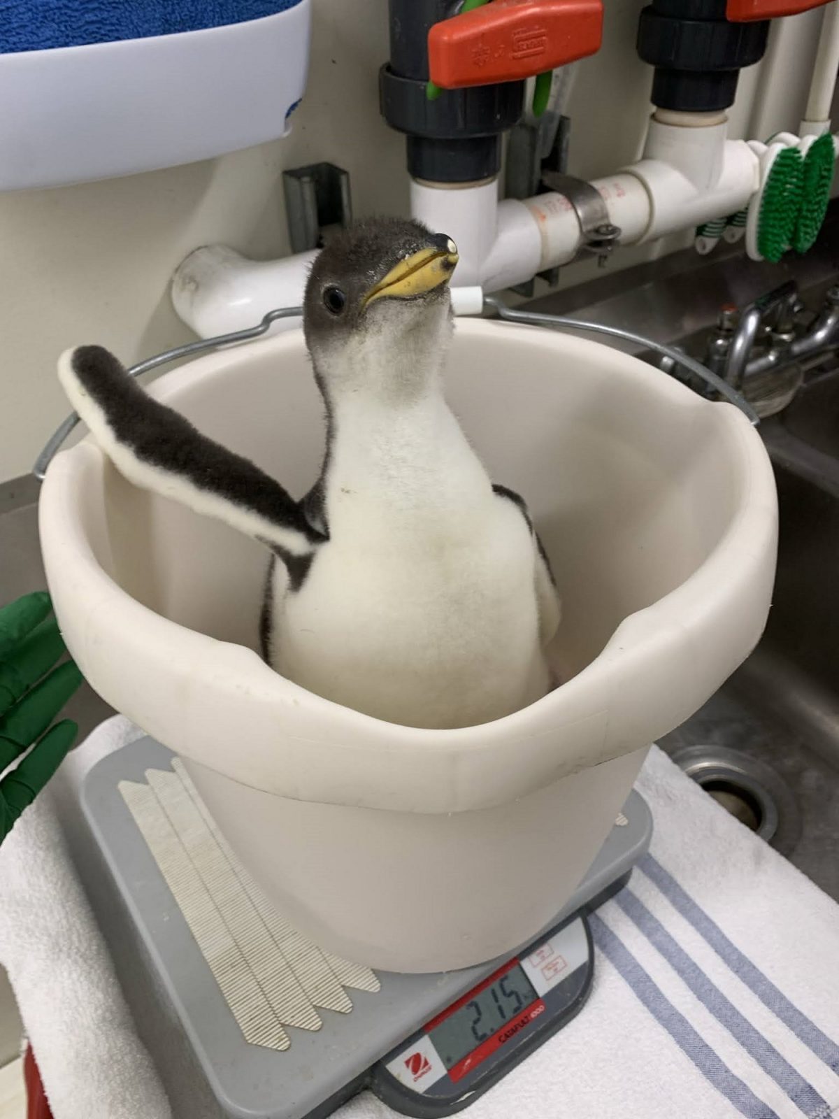 The Tennessee Aquarium's Gentoo Penguin chick weighs more than two kilograms at just 28 days old
