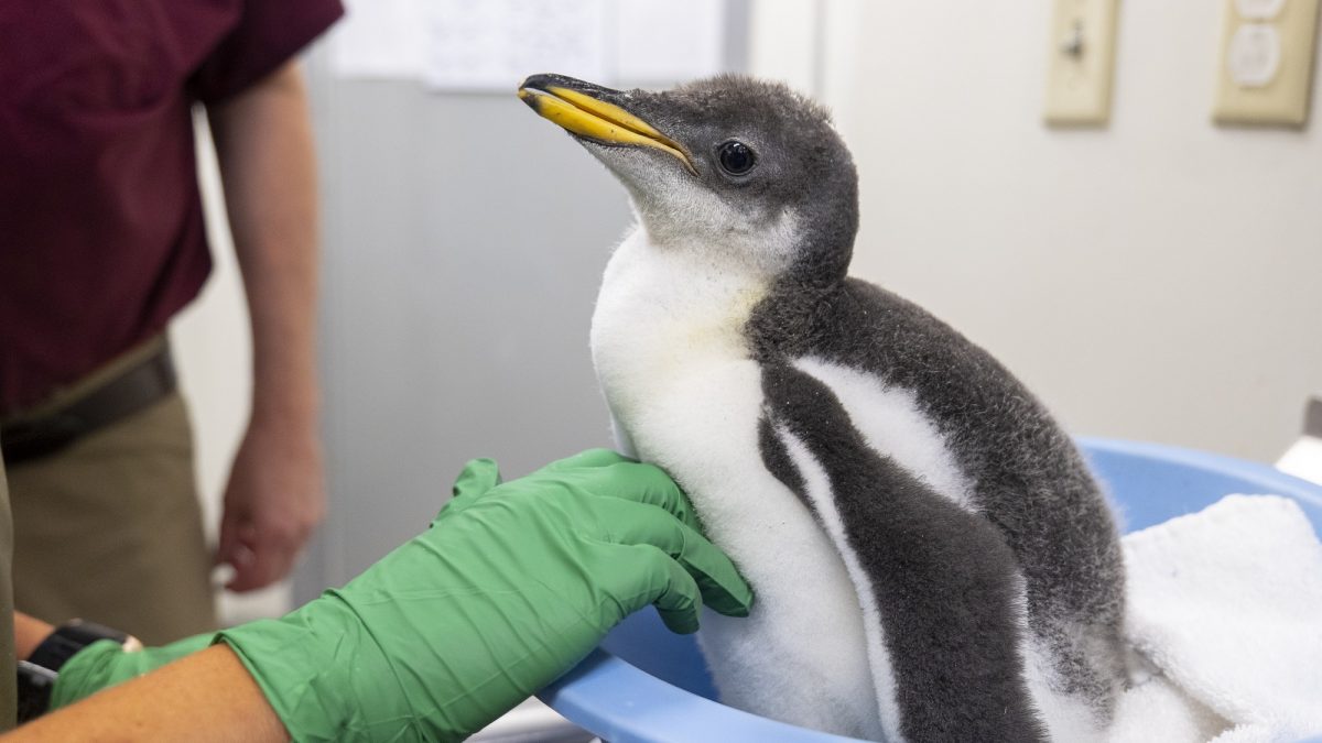 25-day-old Gentoo penguin chick being weighed