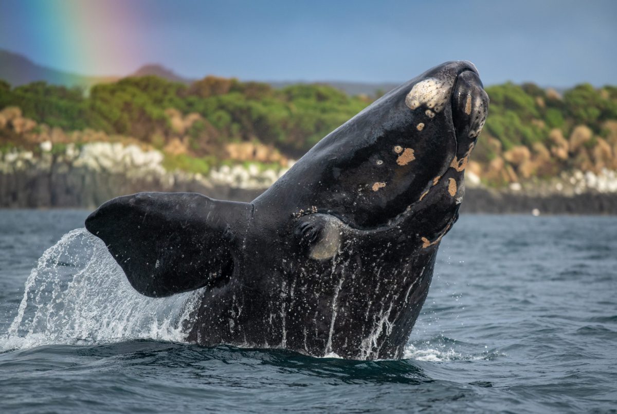 Southern Right Whale breeching the surface with rainbow in background