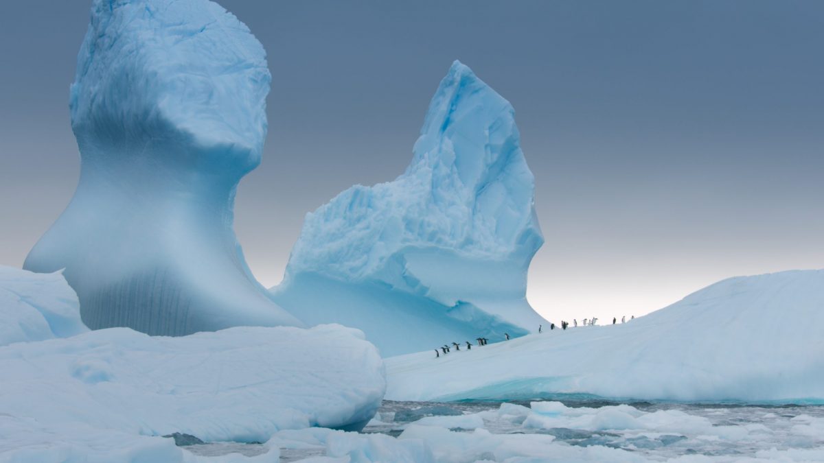 Gentoo penguins on iceberg