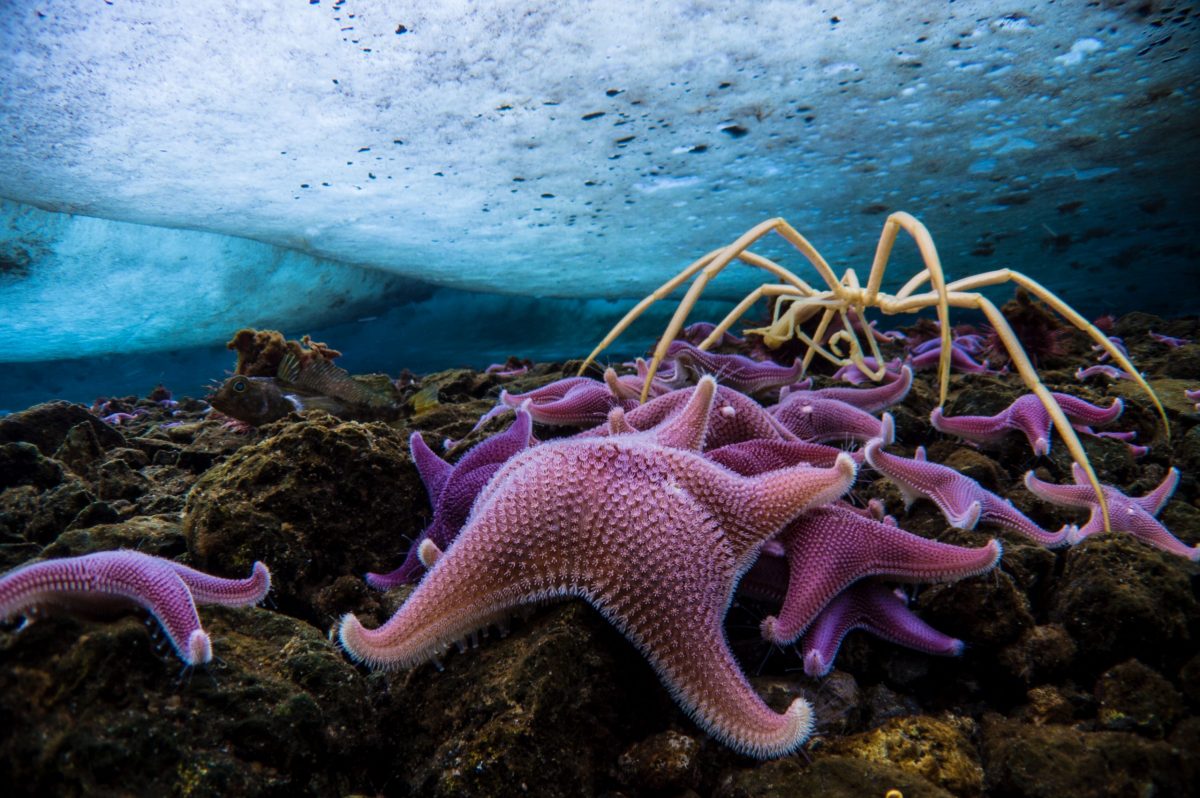 Sea stars and crab under the ice