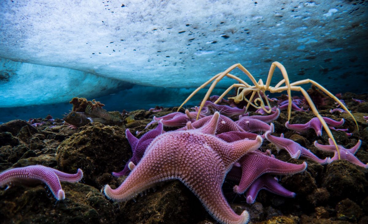 Sea stars and crab under the ice