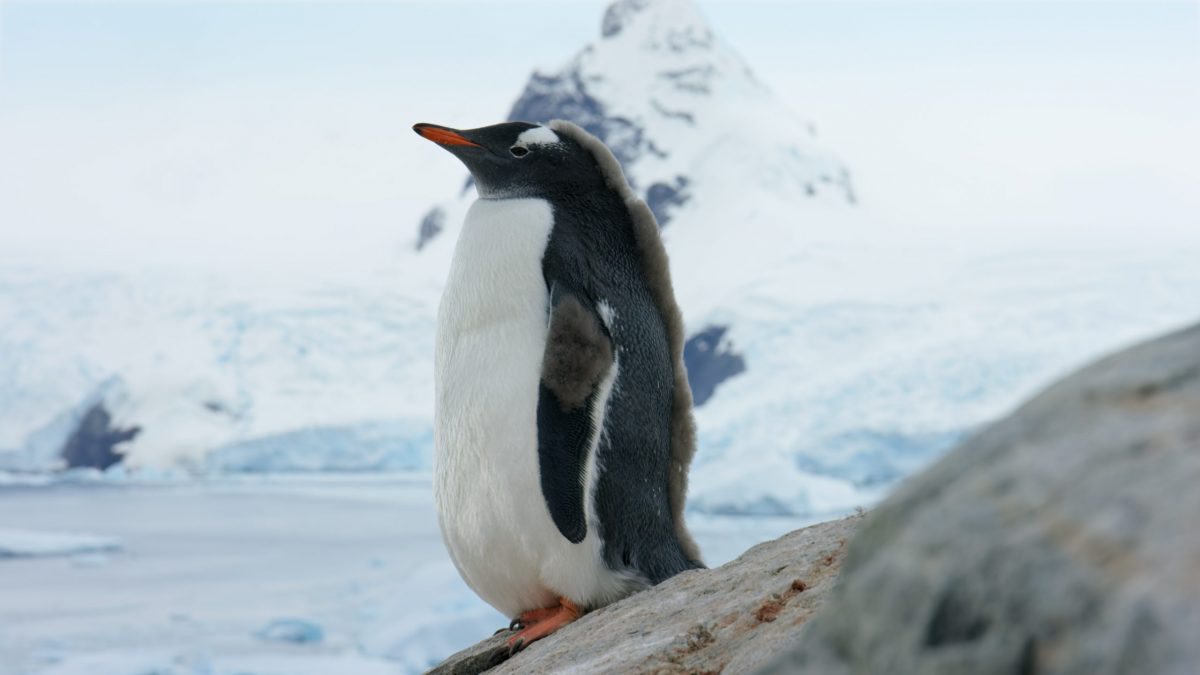 Young Gentoo penguin in Antarctica
