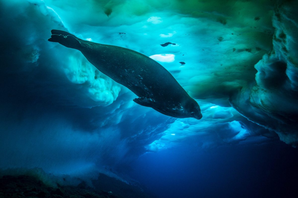 Weddell Seal under sea ice