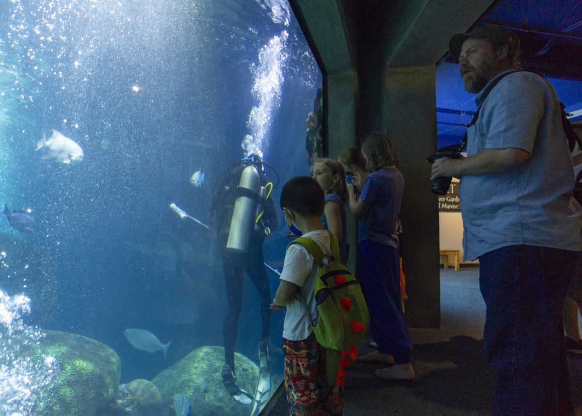 Guests look into the Secret Reef exhibit