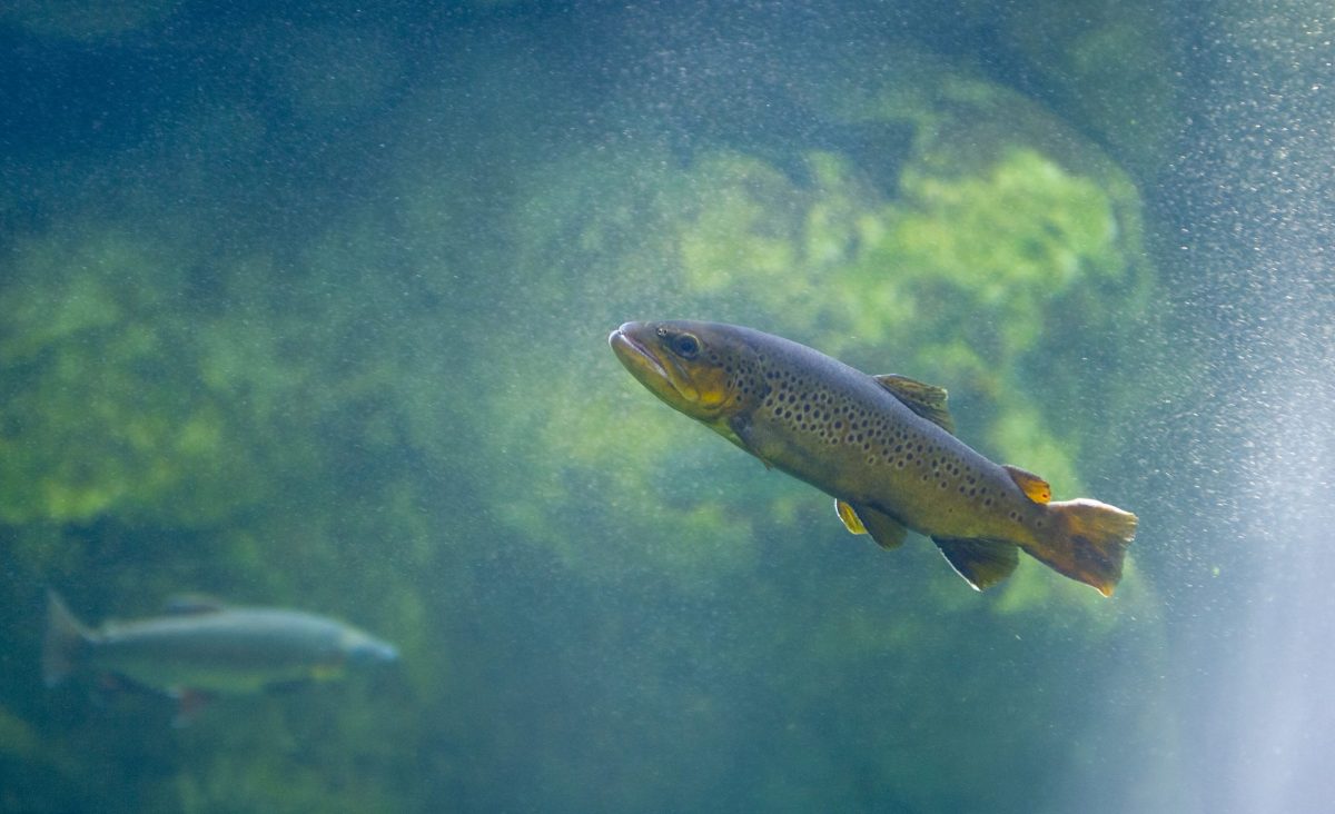 Brown Trout Swimming in a Deep Pool
