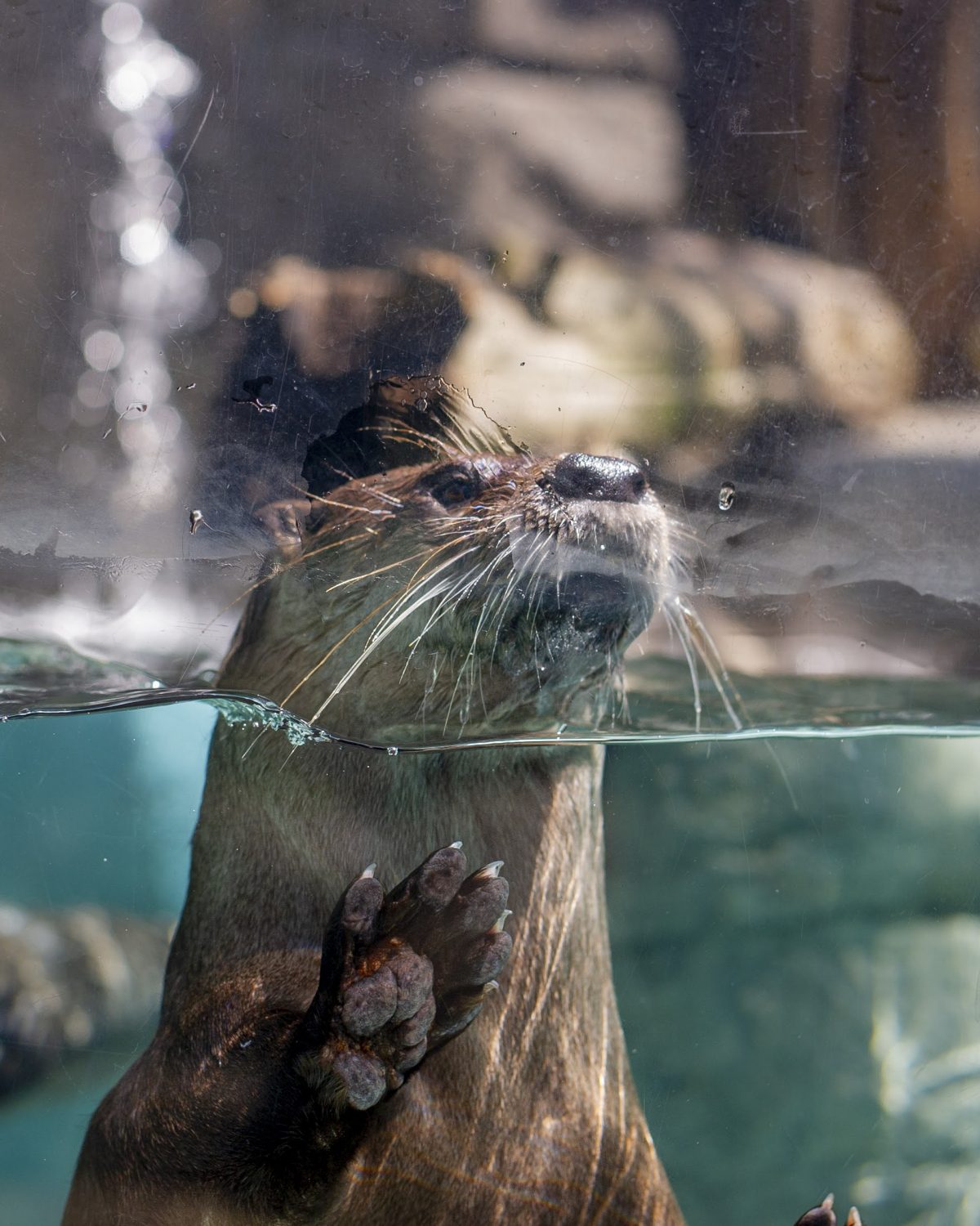 North American River Otter posing in River Otter Falls