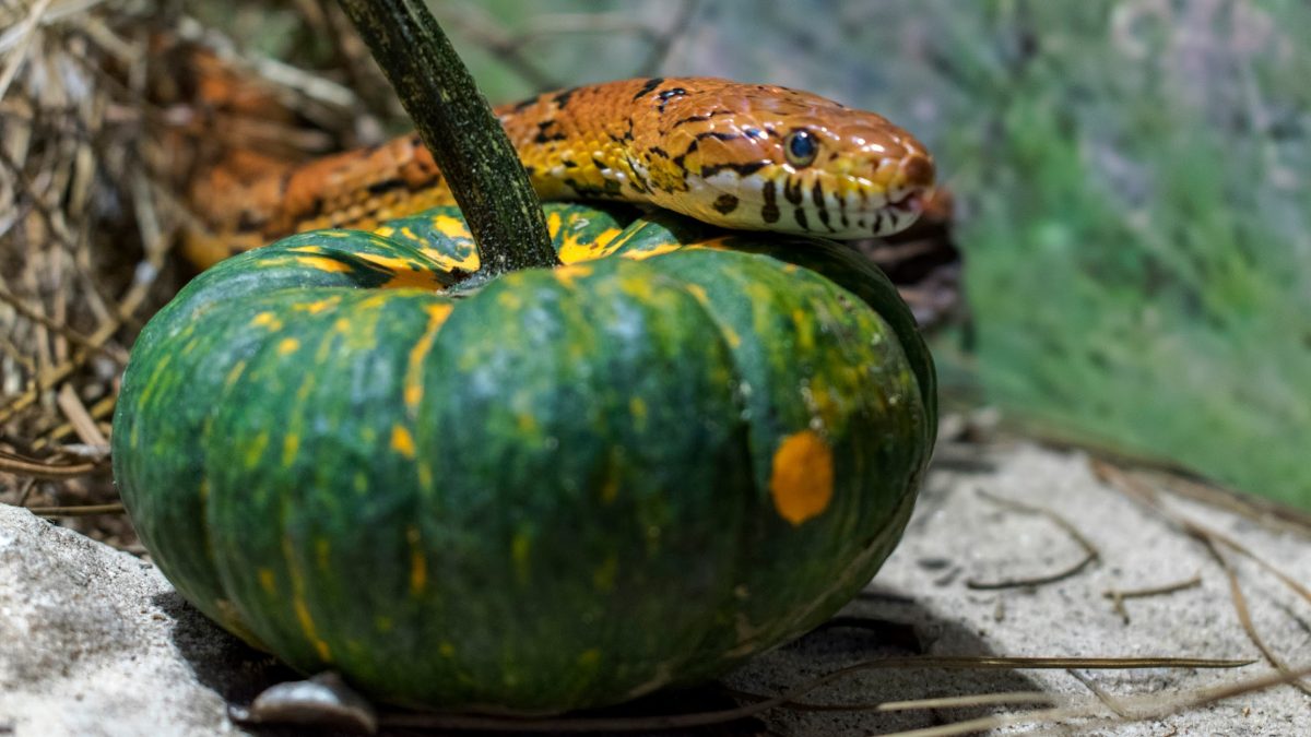snake with pumpkin