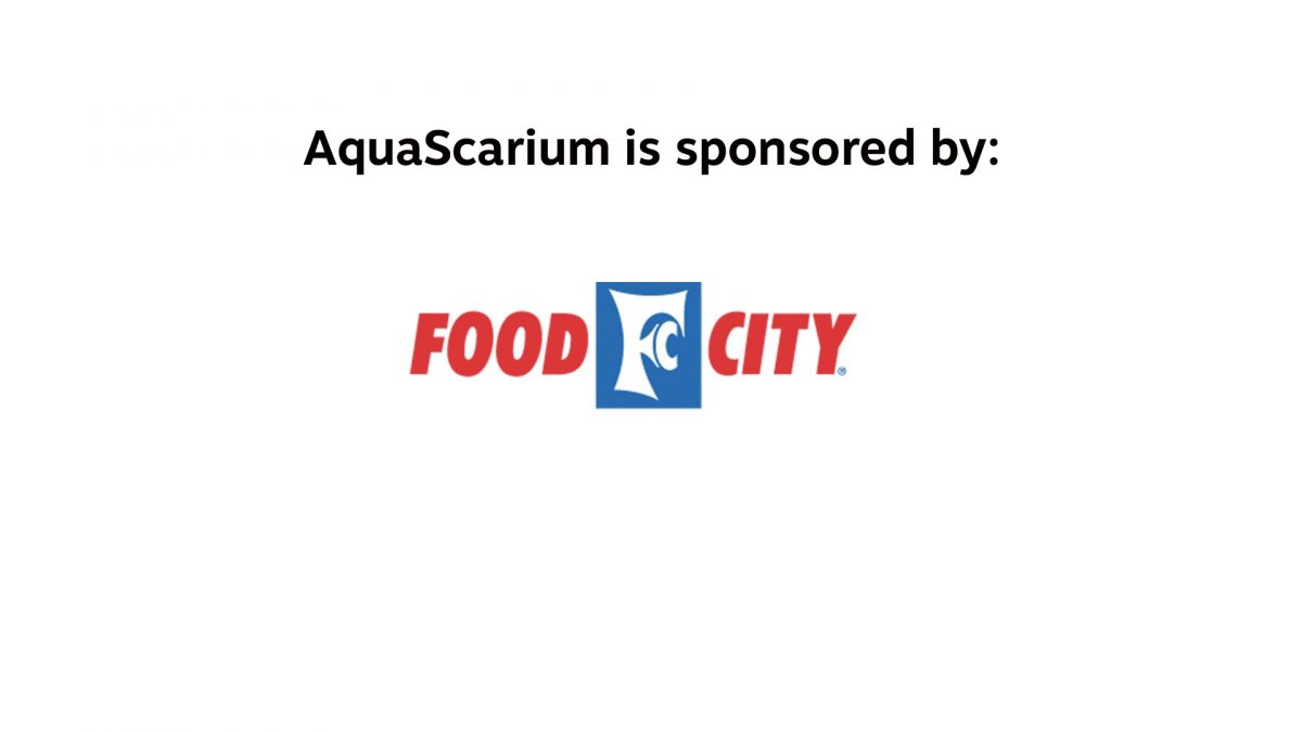 AquaScarium is sponsored by Food City