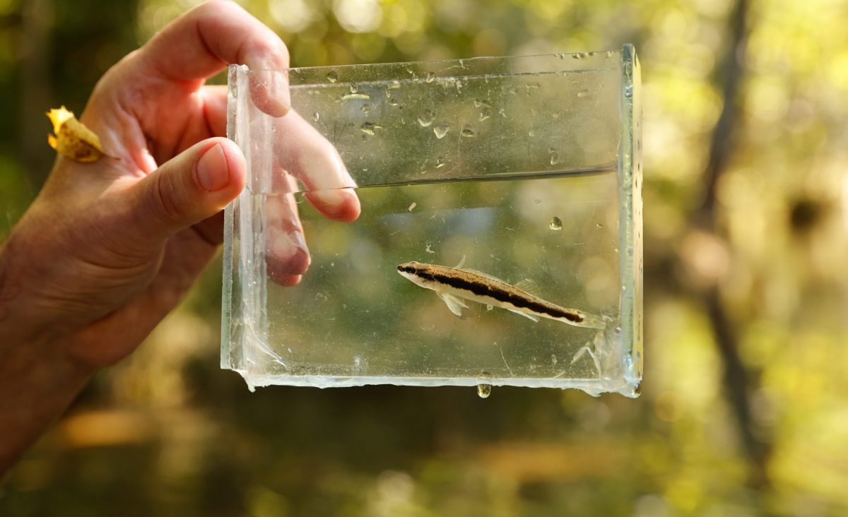 A scientist holds a Bridled Darter collected from a mountain stream