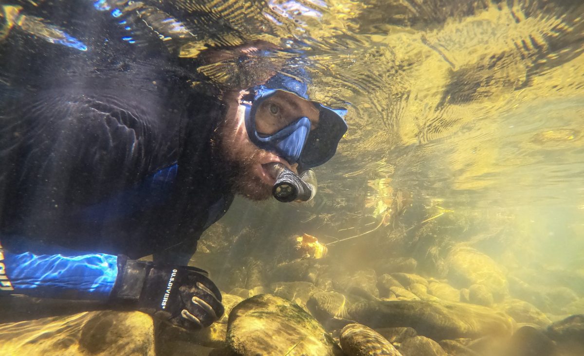 A snorkeler from the Tennessee Aquarium looks beneath the surface of Holly Creek for Bridled Darters