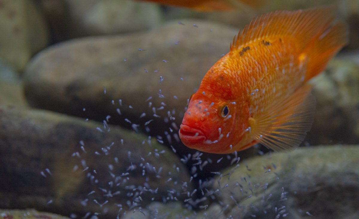 Midas Cichlid guarding babies