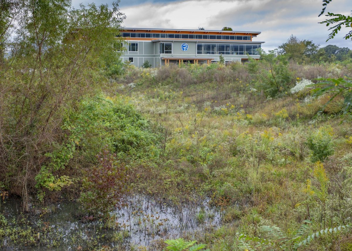 A wetland flourishes after restoration during the construction of TNACI's field station.
