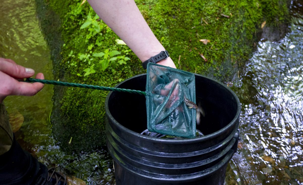 A dip net containing juvenile Southern Appalachian Brook Trout over a bucket sitting in a mountain stream.