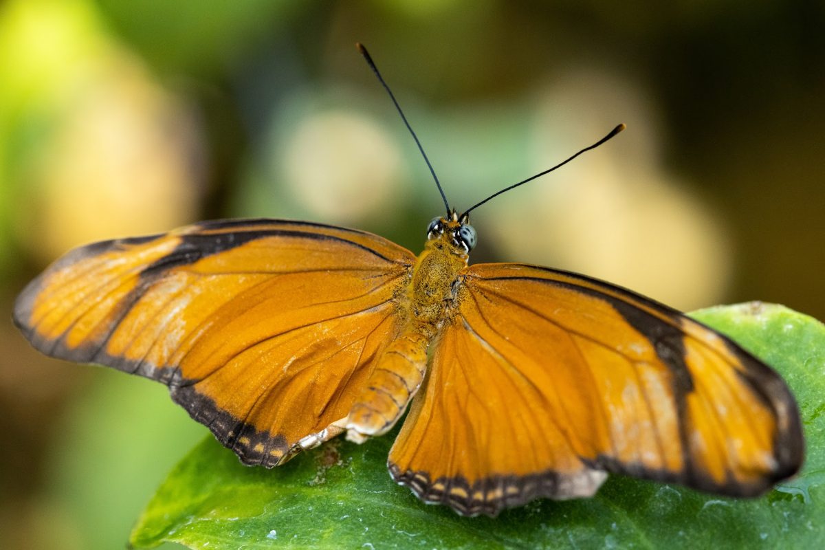 A Dryas iulia, or Julia Butterfly, in the Tennessee Aquarium Butterfly Garden.
