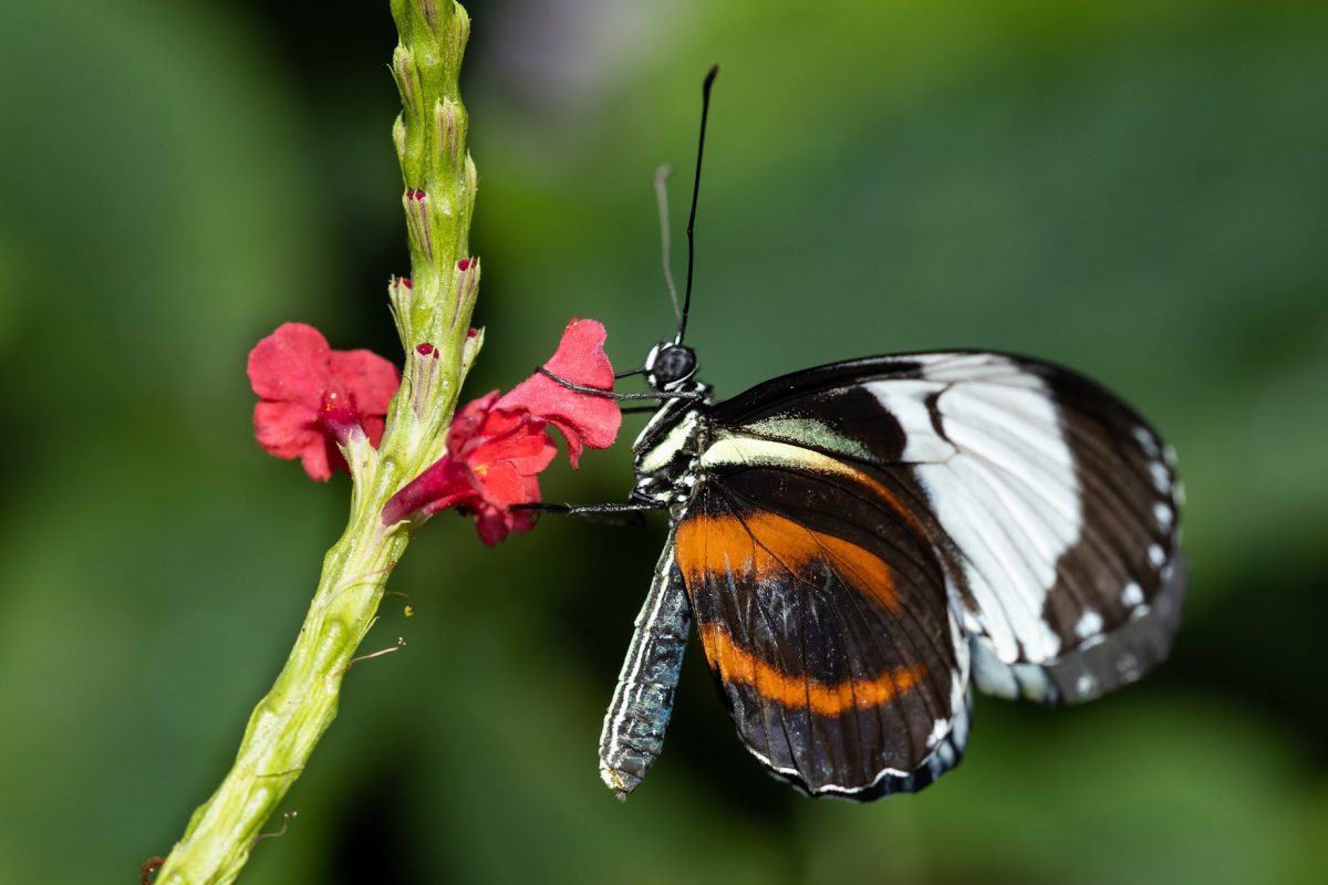 Cydno Longwing · Tennessee Aquarium