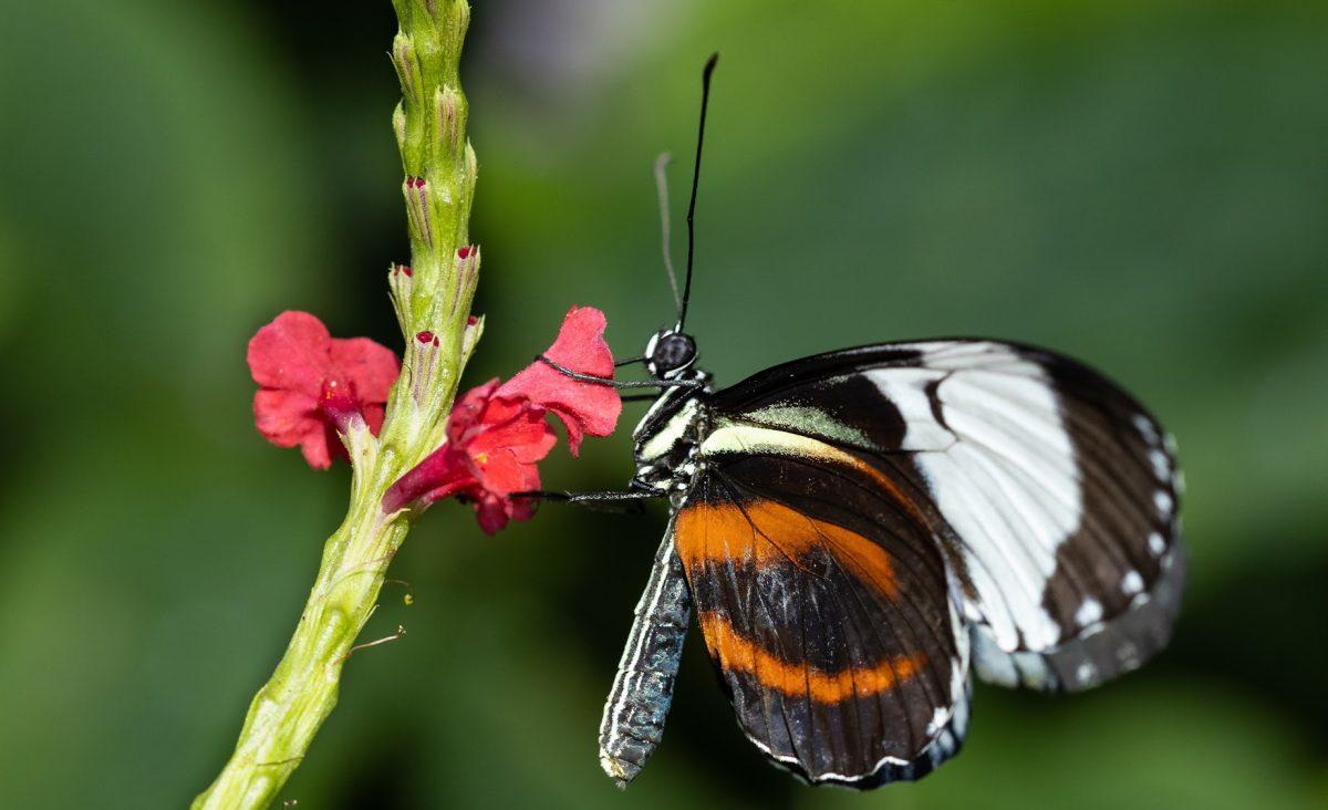 Cydno Longwing Butterfly