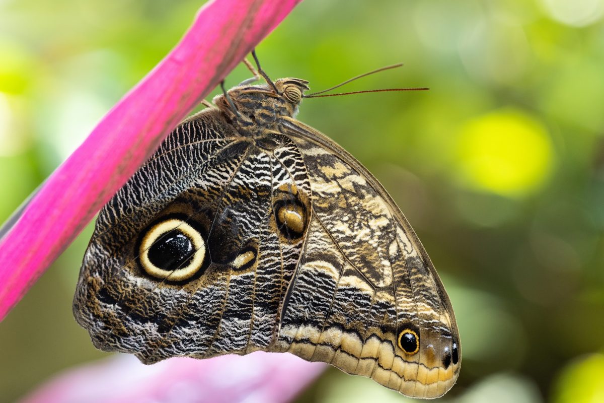 Purple Butterfly Sightings: Spiritual Meaning and Symbolism - A-Z