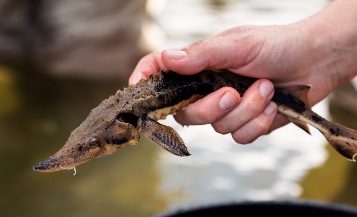 Hand holding a juvenile Lake Sturgeon preparing for release