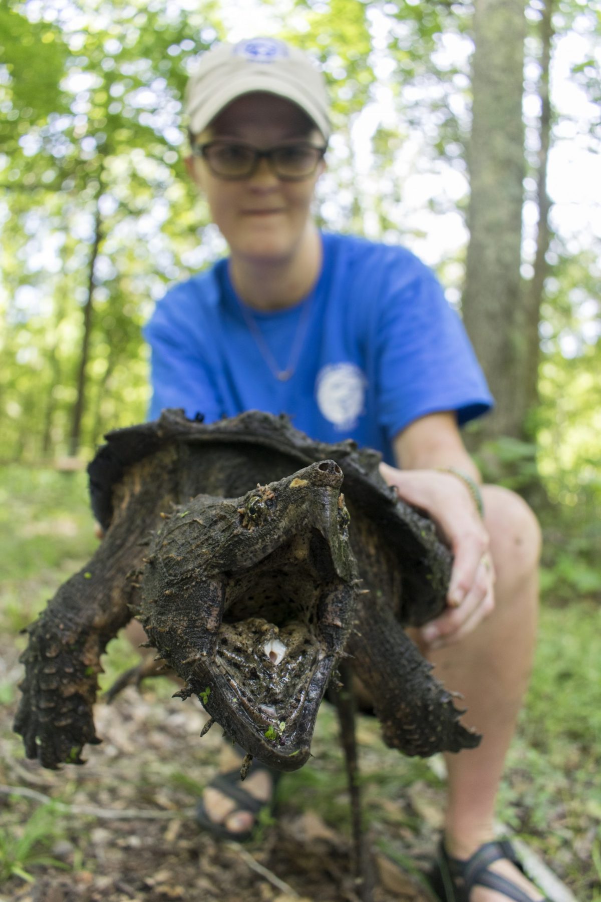 A Conservation Institute staff member holds up an Alligator Snapping Turtle collected as part of a project to radio tag and track these prehistoric reptiles.