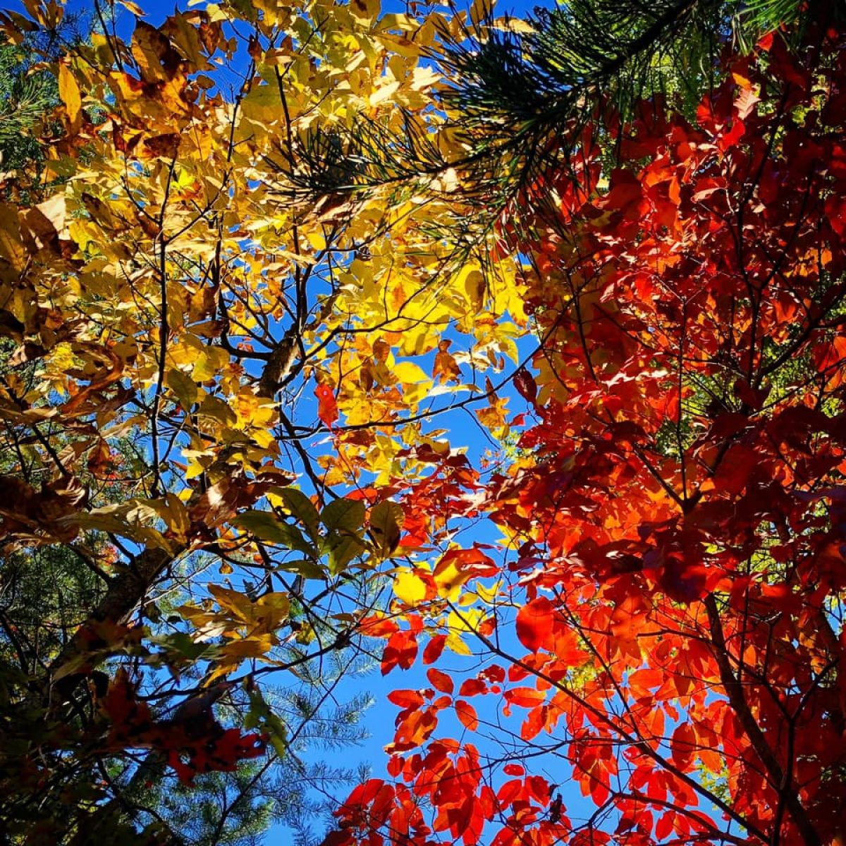 cluster of trees viewed from below showing fall colors