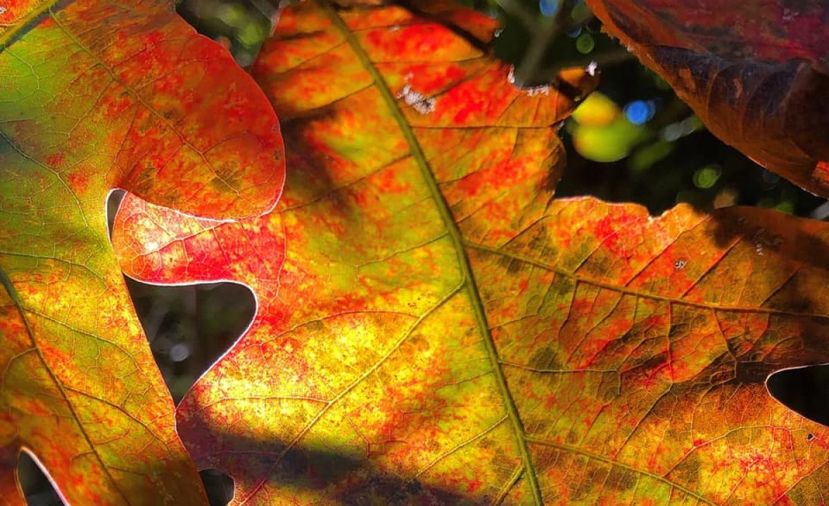 close up of leaf