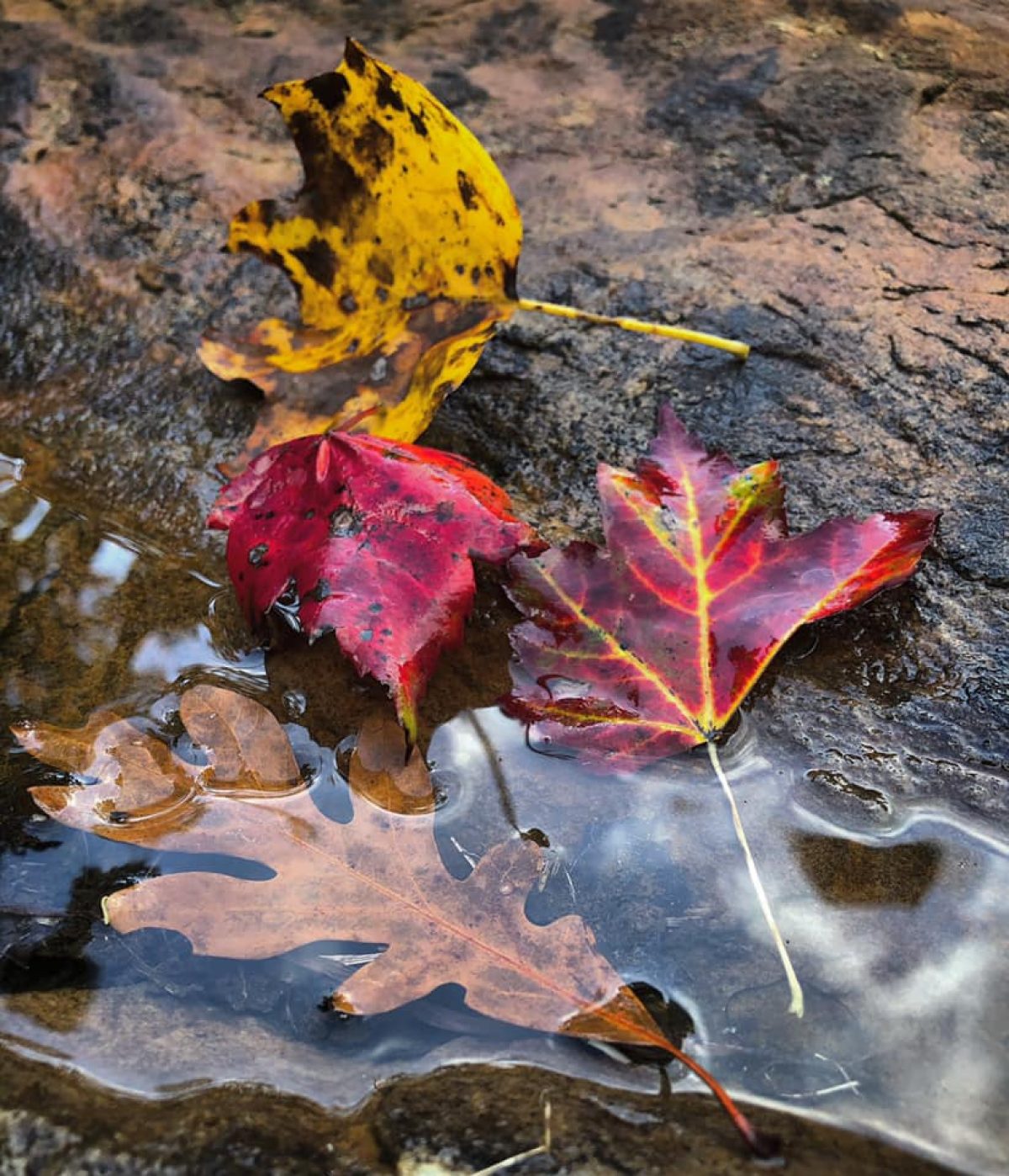 fallen leaves in puddle