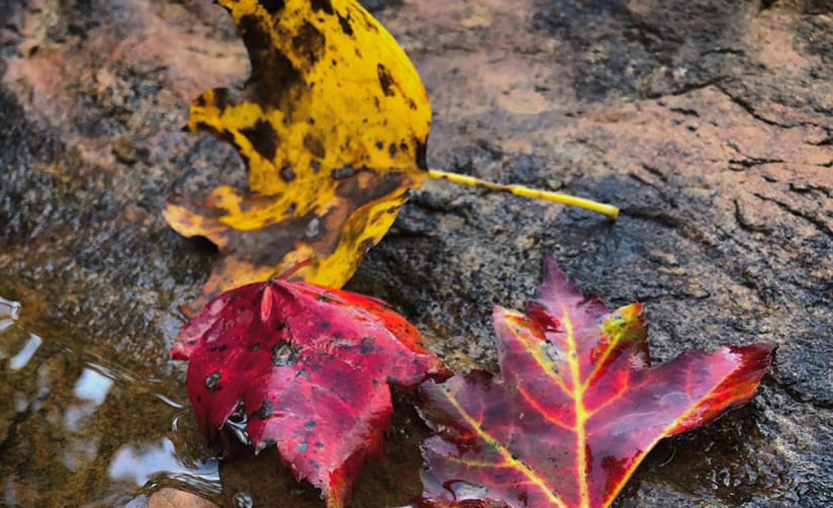 fallen leaves in puddle