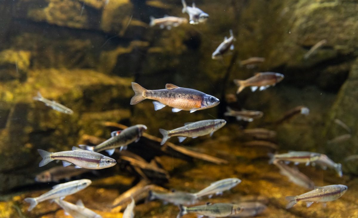 small fish swimming in the Tennessee Aquarium's Cove Forest