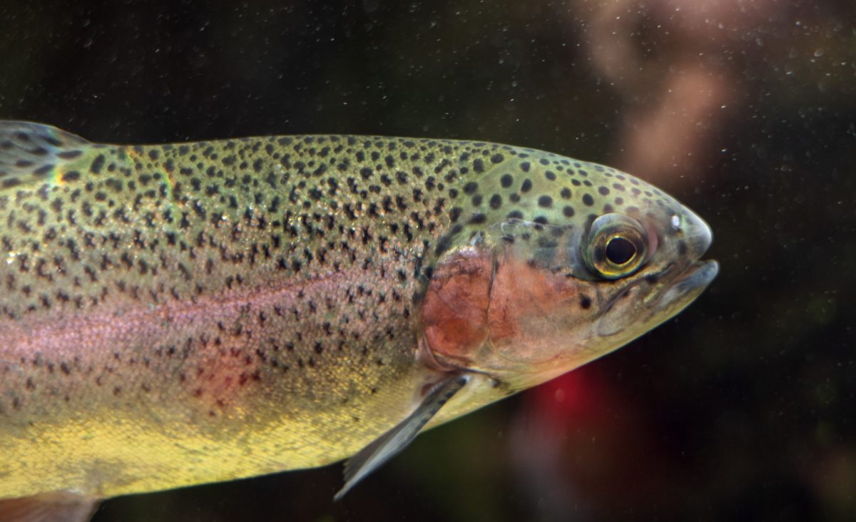 rainbow trout