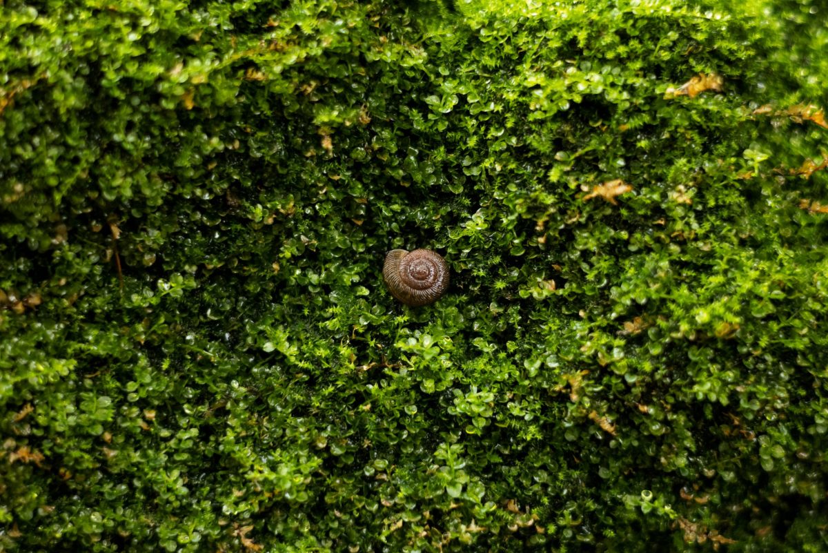A snail sits in a bed of moss in the Appalachian Cove Forest exhibit.