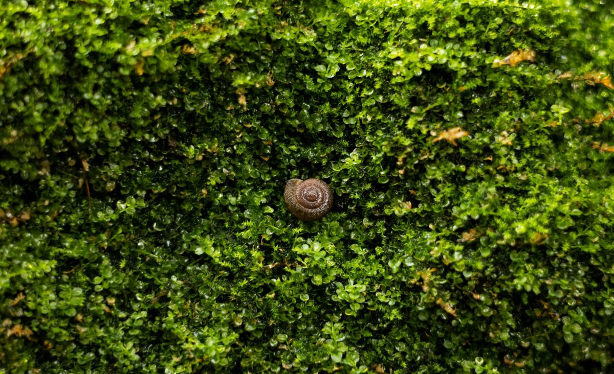 A snail sits in a bed of moss in the Appalachian Cove Forest exhibit.