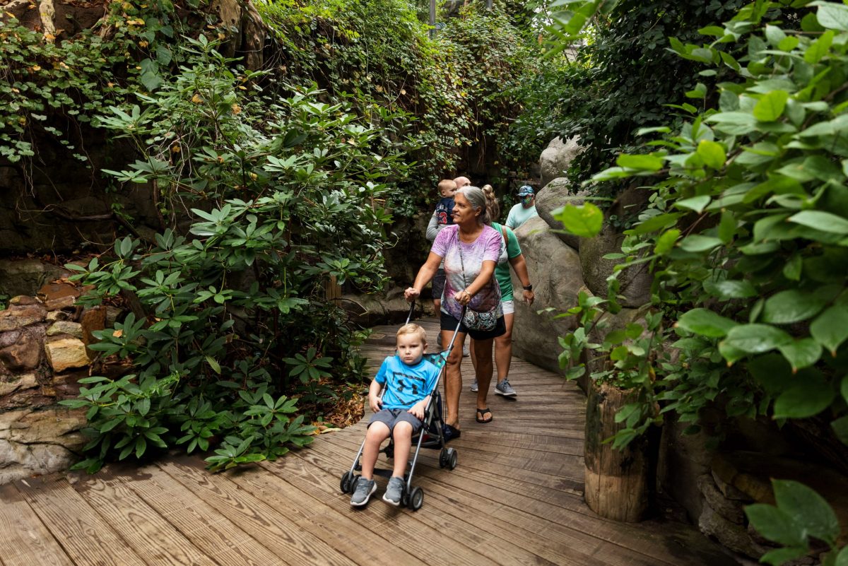Guests enjoy the Appalachian Cove Forest on the top floor of the River Journey building.