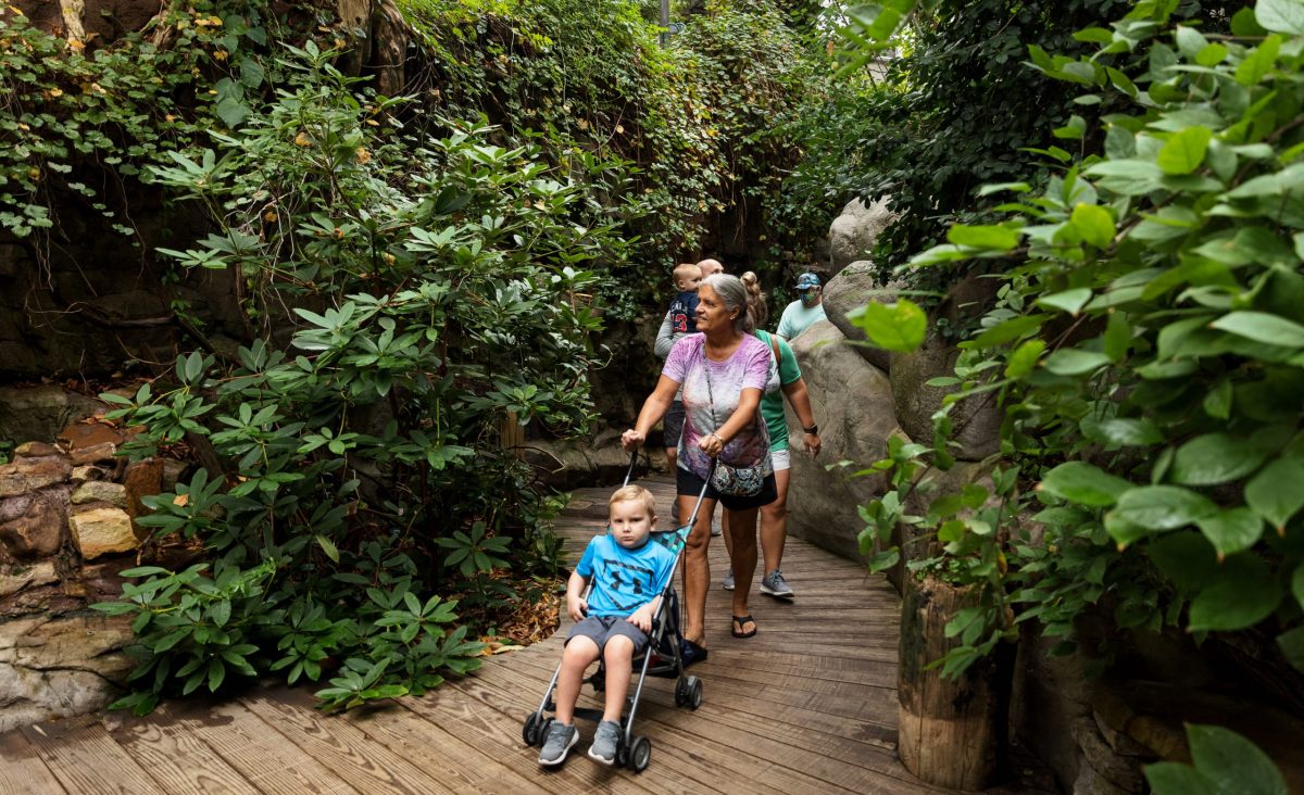 Guests enjoy the Appalachian Cove Forest on the top floor of the River Journey building.