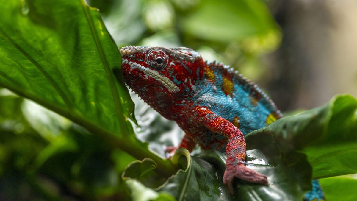 A Panther Chameleon navigates up a branch in the Island Life gallery