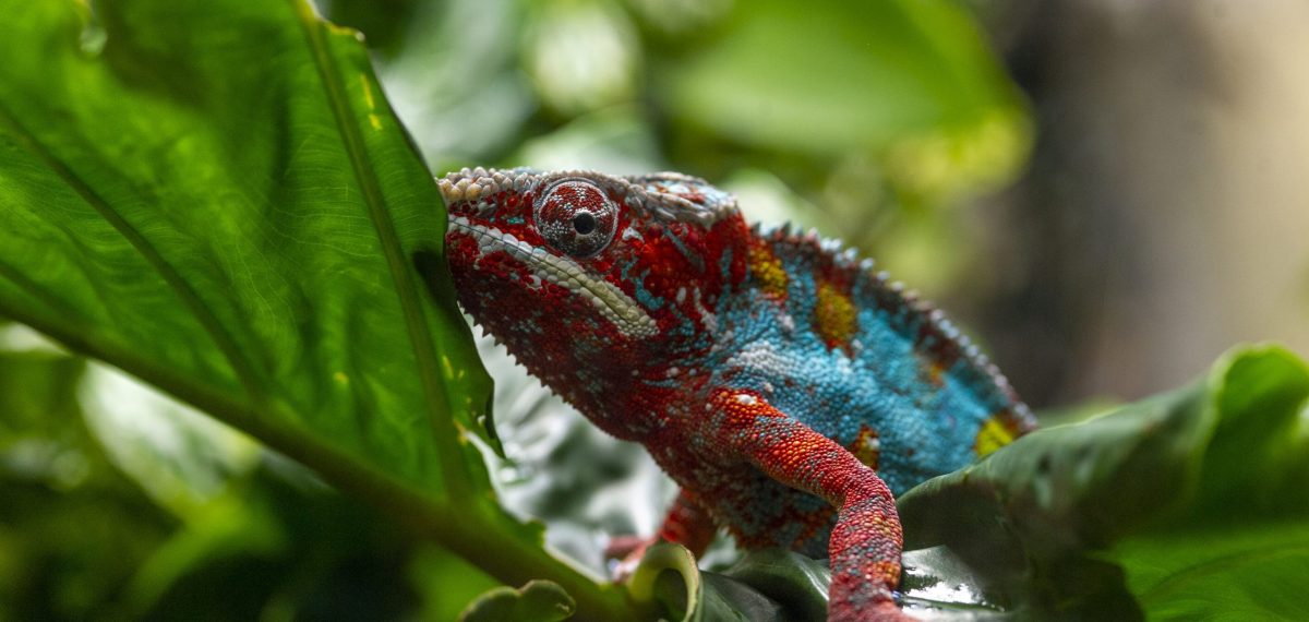 A Panther Chameleon navigates up a branch in the Island Life gallery