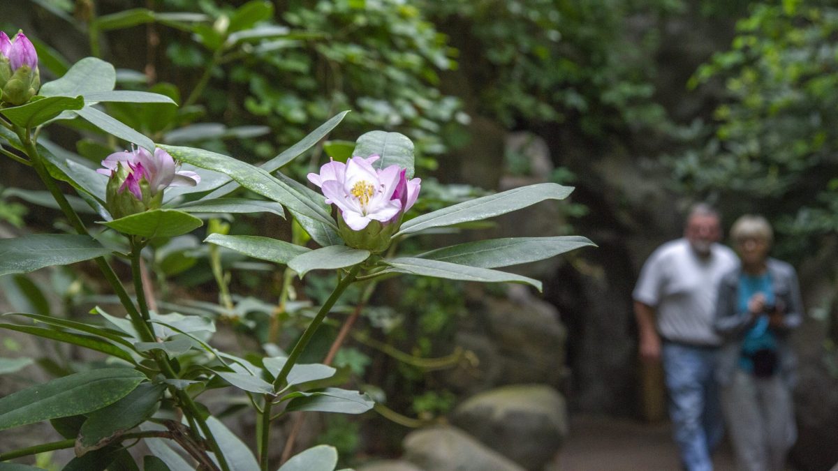 A Rhododendron blooms in the Appalachian Cove Forest gallery