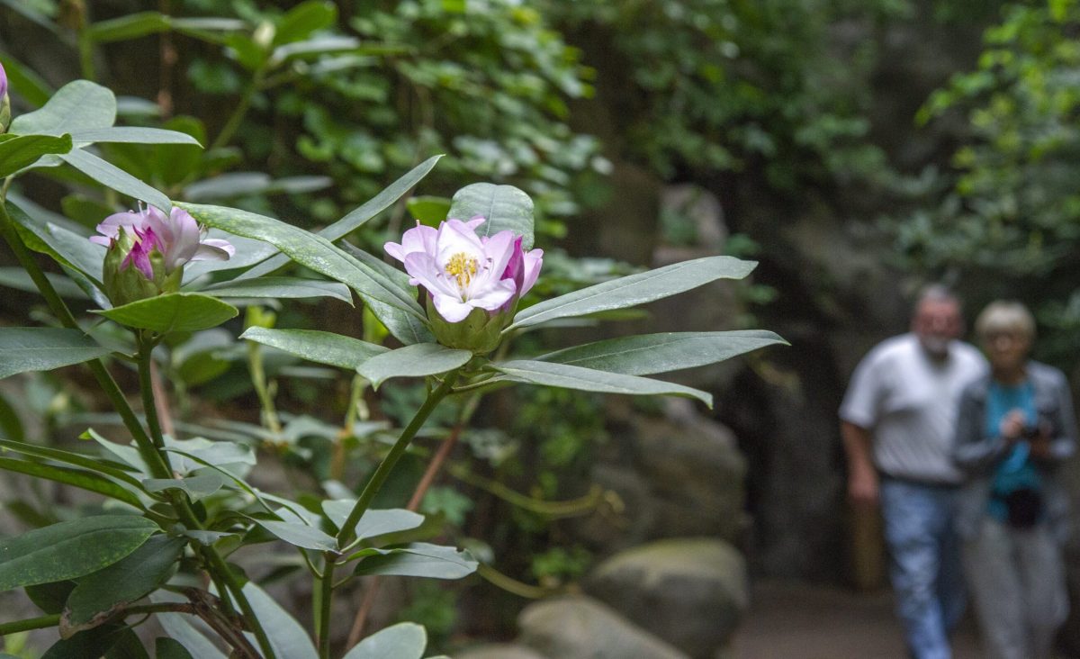 A Rhododendron blooms in the Appalachian Cove Forest gallery