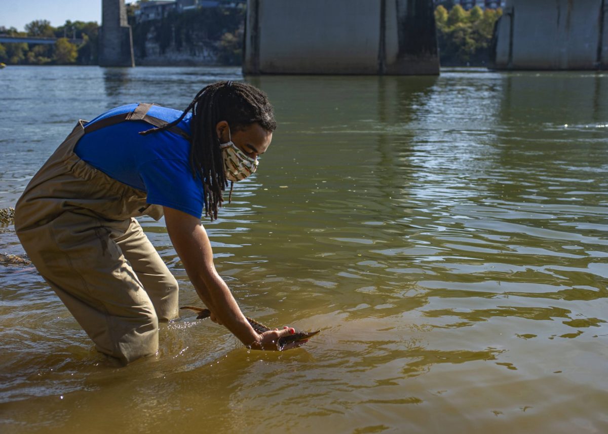 A TNACI fellow releases a juvenile Lake Sturgeon into the Tennessee River