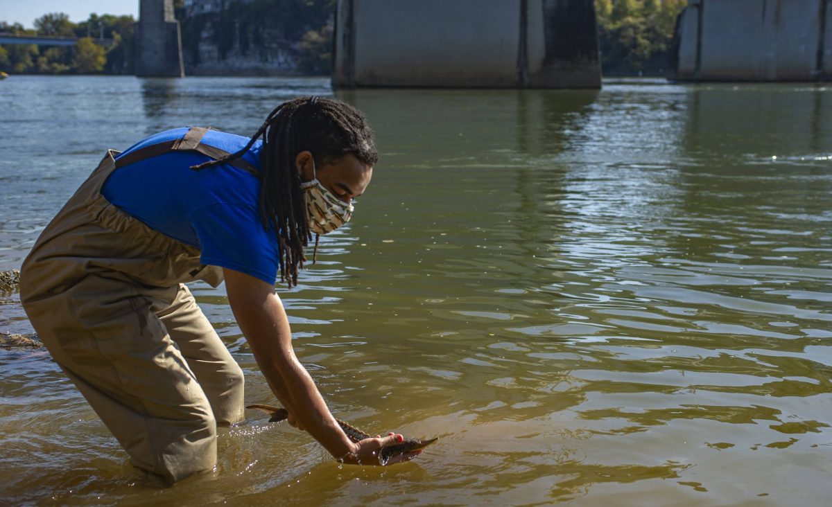 A TNACI fellow releases a juvenile Lake Sturgeon into the Tennessee River