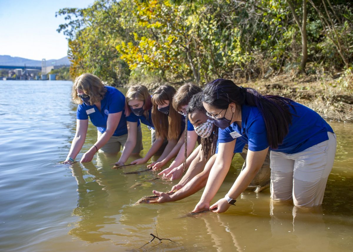 Tennessee Aquarium Conservation Institute staff members release juvenile Lake Sturgeon into the waters of the Tennessee River near downtown Chattanooga