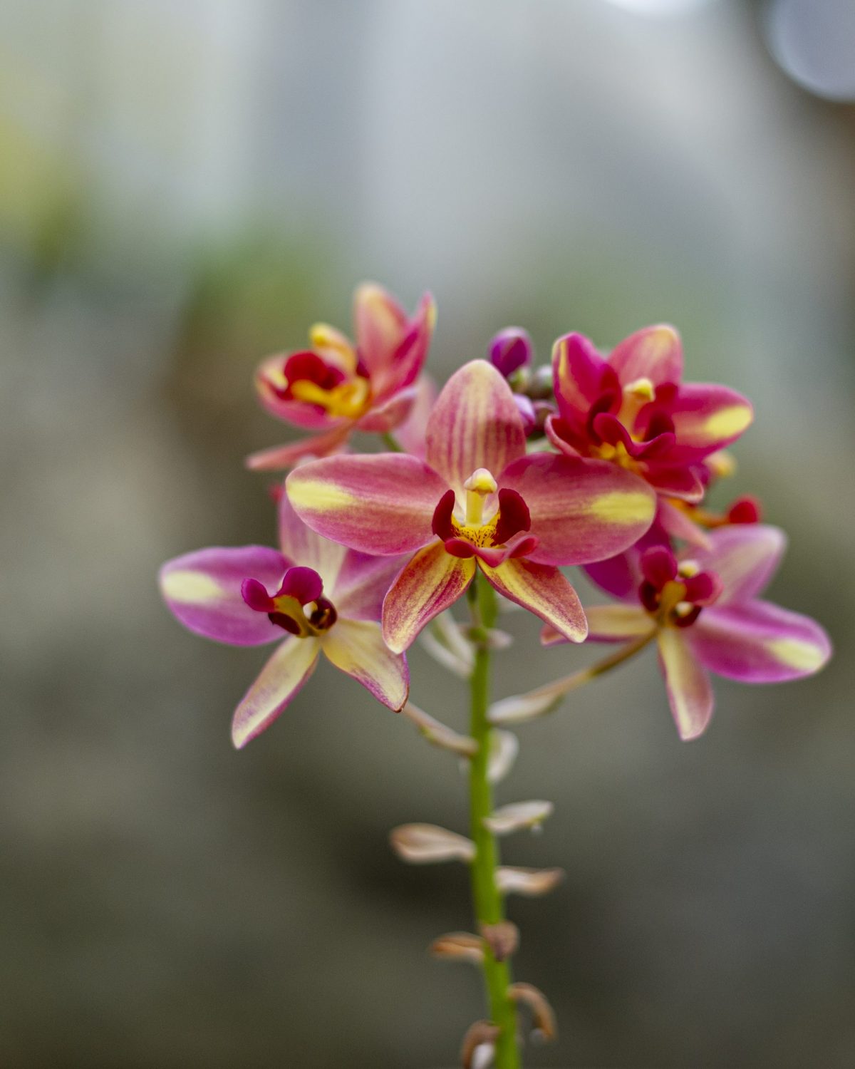 A brilliant orchid blooming in the Tropical Cove