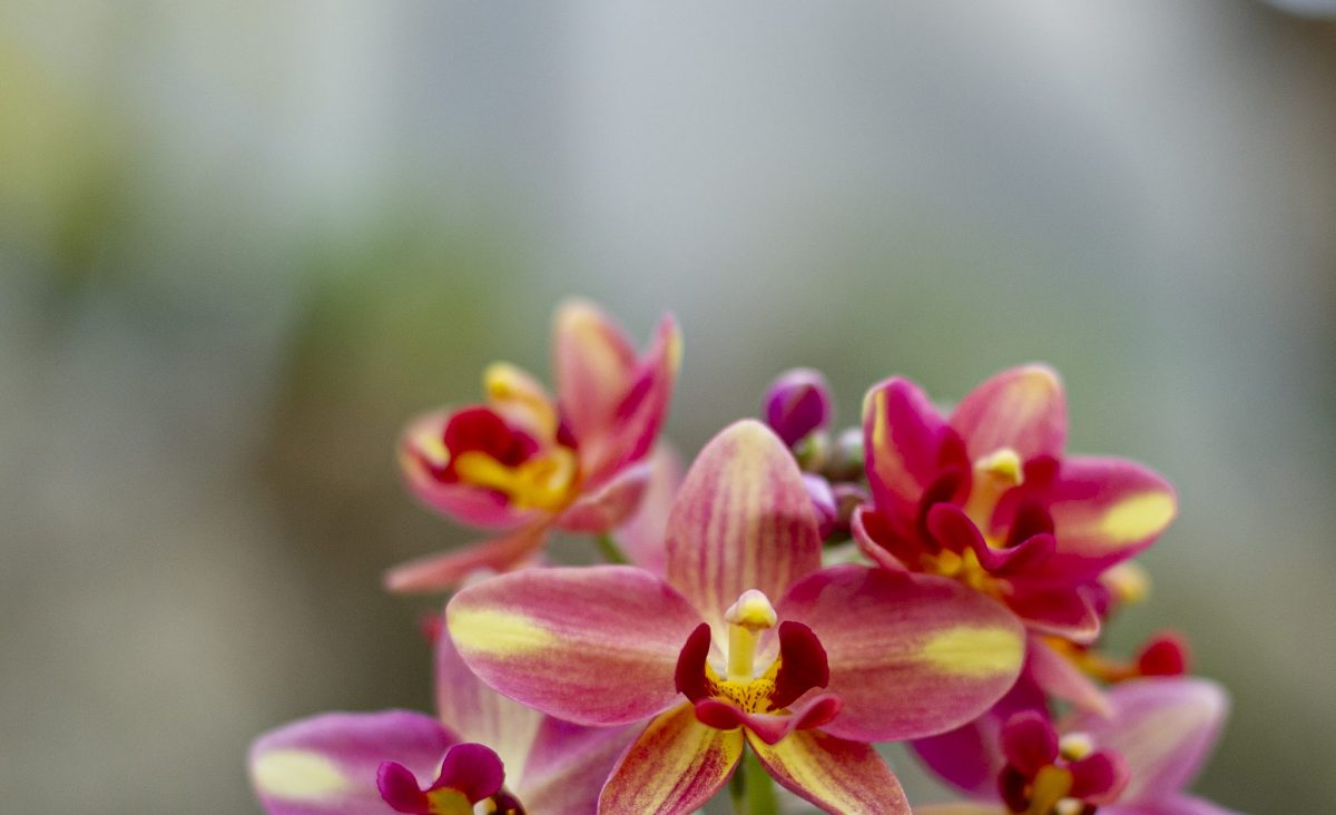 A brilliant orchid blooming in the Tropical Cove